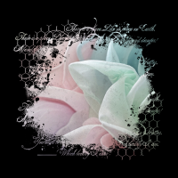 2025-DesignsbyForteMasked800x800-069